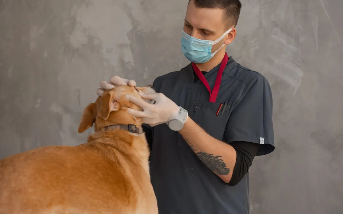 A veterinarian examining an animal at a clinic.