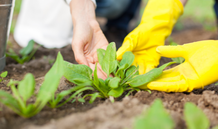 Demand for Migrant Food Technologist in New Zealand