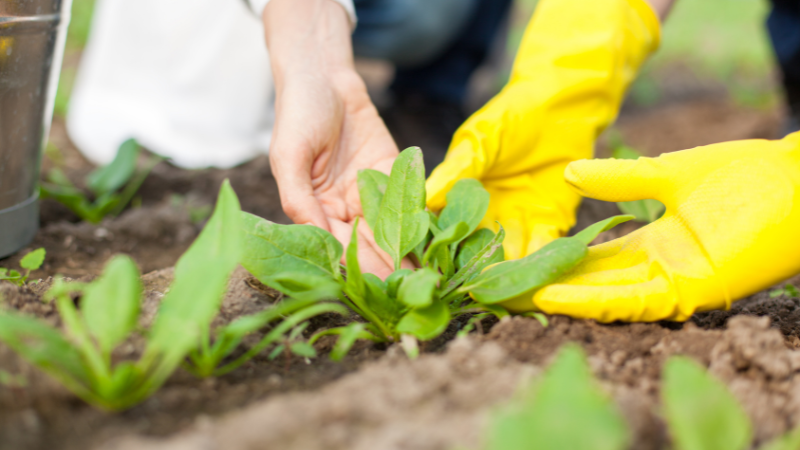 Demand for Migrant Food Technologist in New Zealand - Green List Occupation