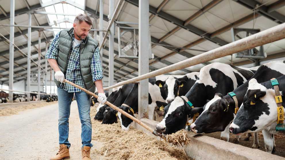 Scope of Career Progression for Overseas Dairy Professionals in New Zealand