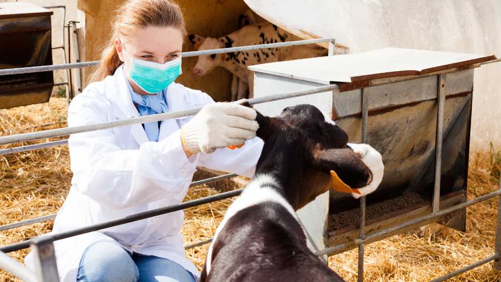 What Makes New Zealand a Great Destination for International Veterinarians